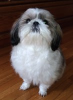 Jim Watson - Shih Tzu Stud