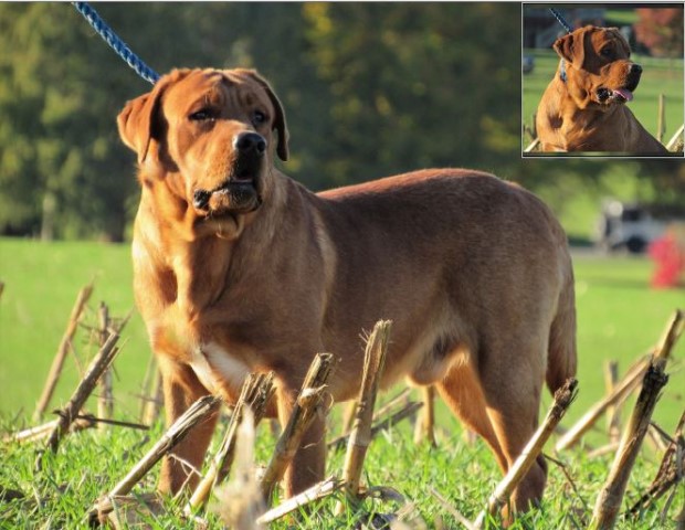 Lititz Labradors