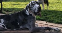 Joleen - Great Dane Stud