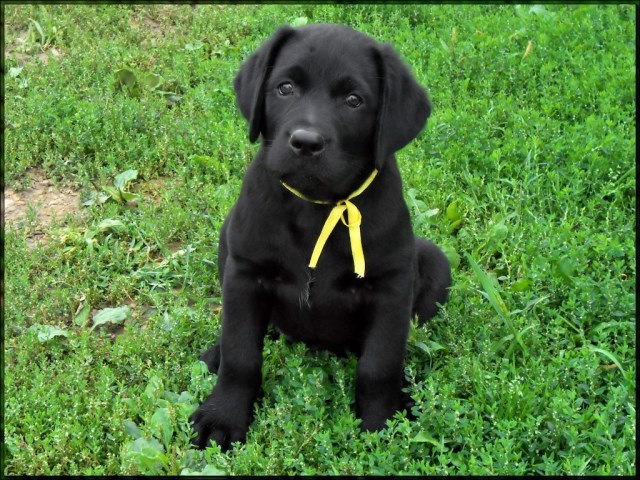 Beaver Ridge Labradors