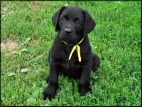 Beaver Ridge Labradors Labrador Retriever breeder