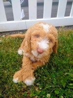 Dale Hiltabidle - Goldendoodle Stud