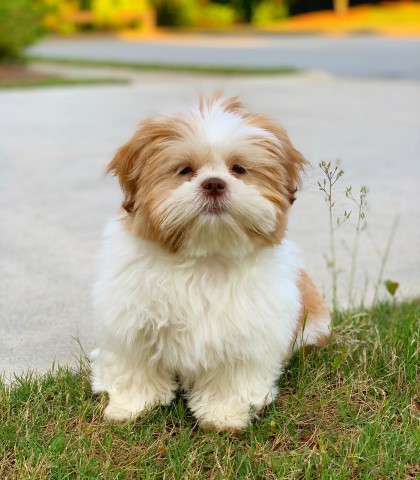 Shih Tzu Stud 31303