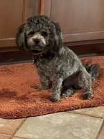 Vickie Winkle - Shih Tzu Stud