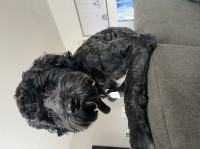 Schnoodle thumbnail