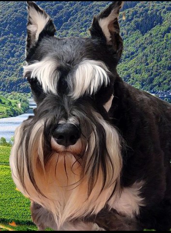 A'Lord Miniature schnauzer