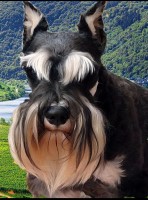 A'Lord Miniature schnauzer Miniature Schnauzer breeder
