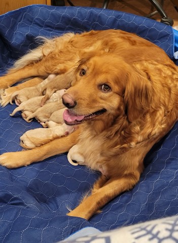 Golden Retriever Breeder 31679