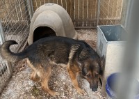 Reiko Clark - German Shepherd Dog Stud