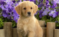 Lee R. Polanco - Golden Retriever Breeder Golden Retriever breeder