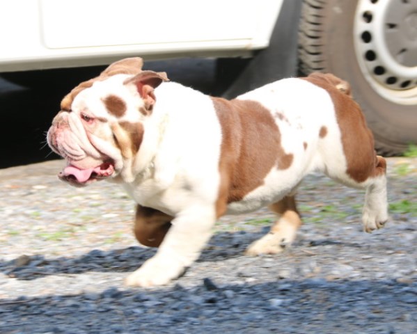 English Bulldog Stud 27160