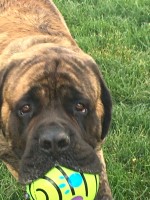 Jodi B - Mastiff Stud