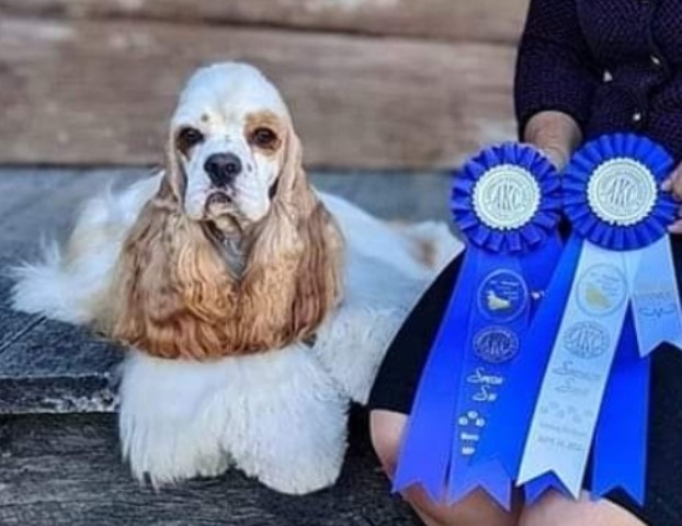 American Cocker Spaniel Breeder 31555