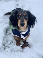 Toni Williams - Dachshund Stud