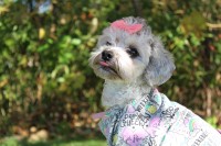 Shih Poo thumbnail