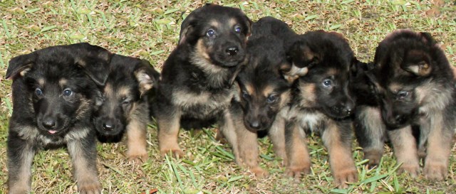 German Shepherd Dog Breeder 25966