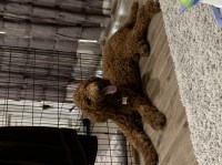 Amber - Poodle Standard Stud