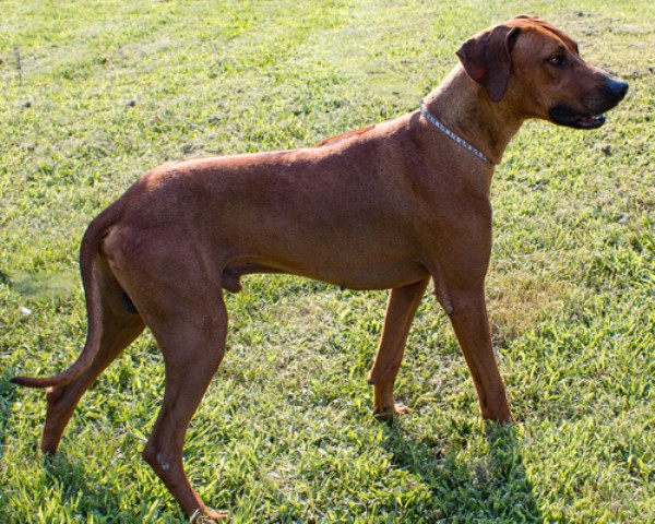 Rhodesian Ridgeback Stud 29810