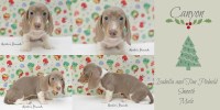 Martin's Hounds Dachshund breeder