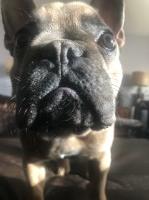 Priscilla - French Bulldog Stud