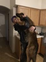 Shane - German Shepherd Dog Stud