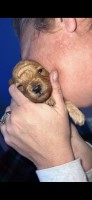Carrie - Goldendoodle Breeder Goldendoodle breeder