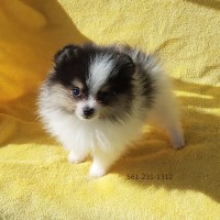 Larry - Pomeranian Breeder Pomeranian breeder