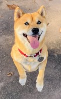 Jordan Padilla - Shiba Inu Stud