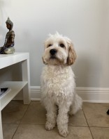 Stephanie - Cockapoo Stud