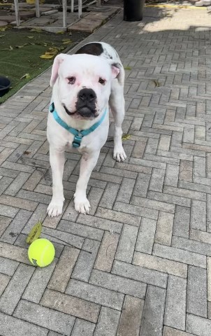 American Bulldog Stud 31439