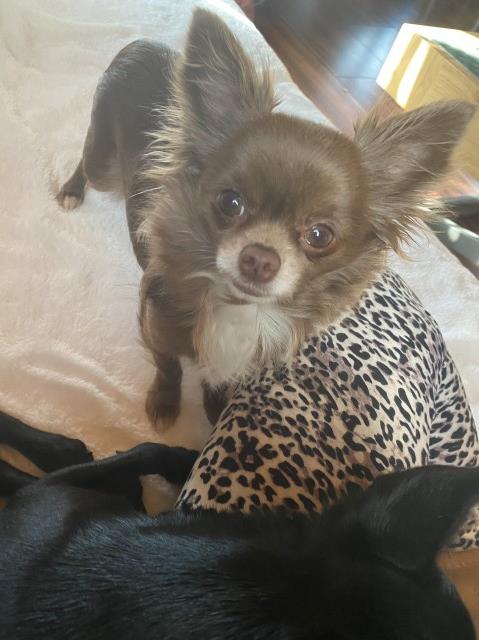 Chihuahua Stud 28792