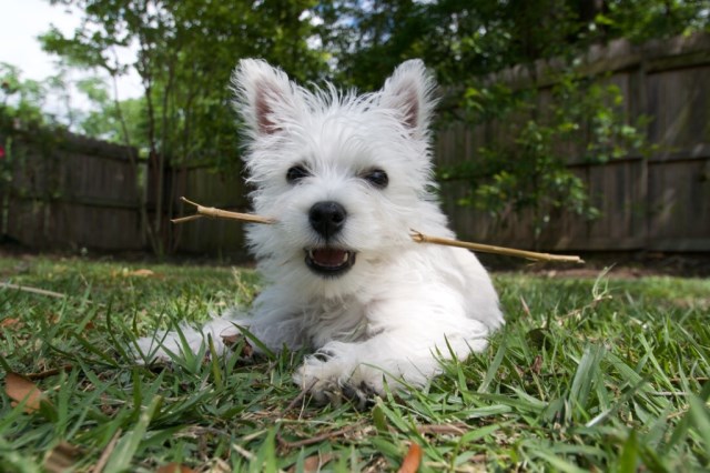 strawberry river westies