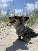 Danielly Jones - Dachshund Stud