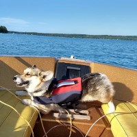 Lisa - Pembroke Welsh Corgi Breeder Pembroke Welsh Corgi breeder