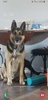 Kenny - German Shepherd Dog Stud