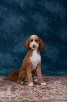 Centalvalleydoodledad