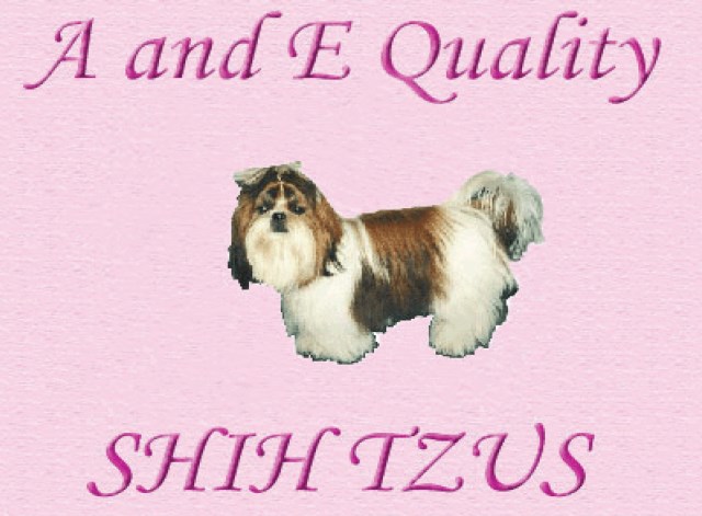A and E Quality Shih Tzus