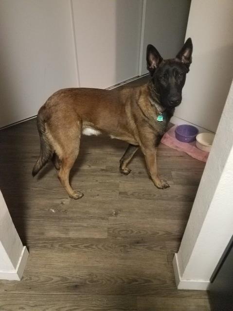 Malinois Stud 30996