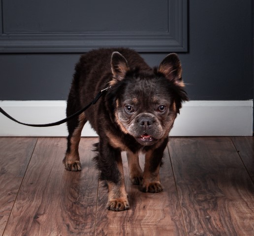 French Bulldog Stud 30674