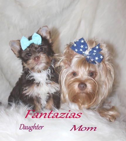 Yorkshire Terrier Stud 28029