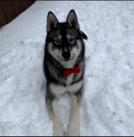 Lauren Wood - Siberian Husky Stud