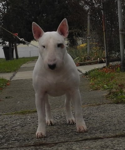 Bull Terrier Stud 26437