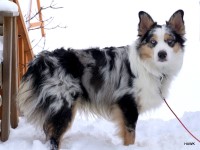 Kris - Australian Shepherd Dog Stud