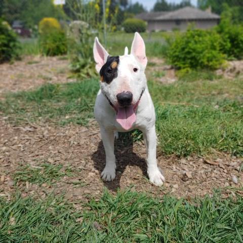 Miniature Bull Terrier Stud 26976