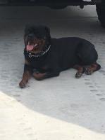 Brandi - Rottweiler Stud