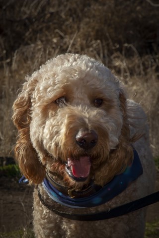 Goldendoodle Stud 26723