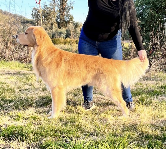 Bear State Goldens