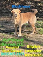 Ruff Crowd Kennels LLC