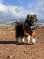 Andrea Silveira - Pomeranian Stud