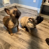 Braulio Perez - French Bulldog Stud